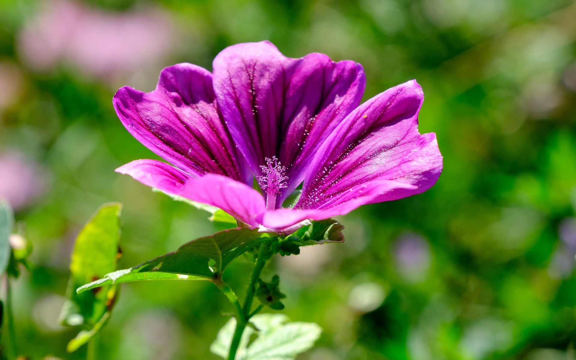 LA MALVA